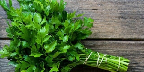 Da li je moguće jesti peršun za trudnice u ranim i kasnim menstruacijama